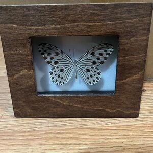 This item is a framed butterfly taxidermy Ideopsis